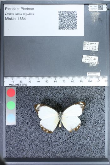 Media type: image;   Entomology 74531
